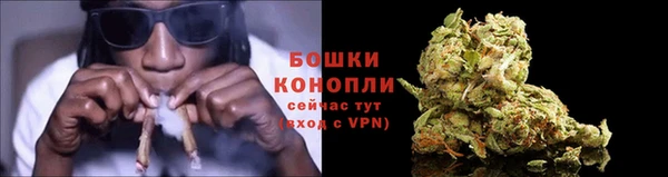 прущие грибы Елизово